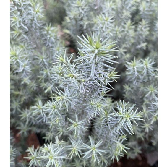 サルフレア 苗 ・ シルバースター（枝変わり）コニファー2種セット 美形 サルフレア 苗 ・ シルバースター（枝変わり）コニファー2種セット