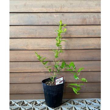 柘榴の木 柘榴苗木 白実ザクロ（水晶柘榴）：果樹苗 : 日本花卉