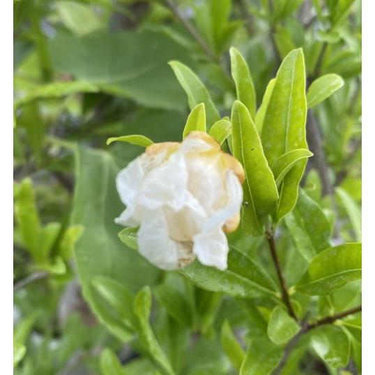 柘榴の木 柘榴苗木 白実ザクロ（水晶柘榴）：果樹苗 : 日本花卉