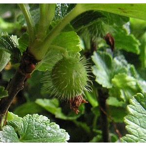 ヤシャビシャク大株 ヤシャビシャク : 日本花卉ガーデンセンターYahoo!店 - 通販 - Yahoo