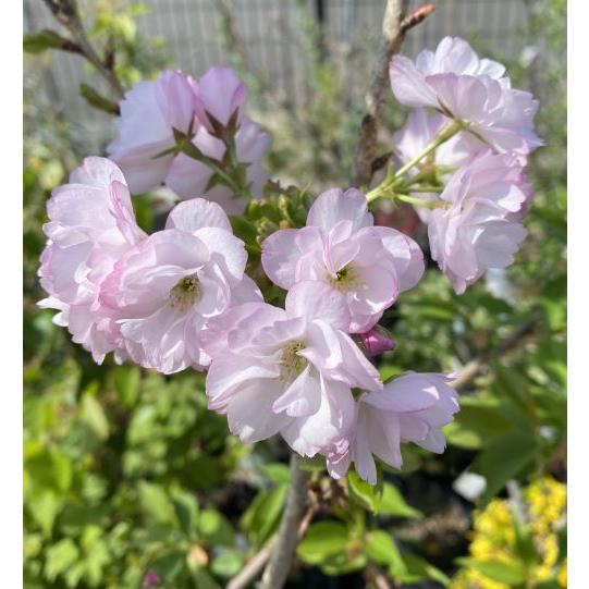 桜の木 桜の苗木 桜の花 楊貴妃桜：ヨウキヒザクラ（桜） 苗木