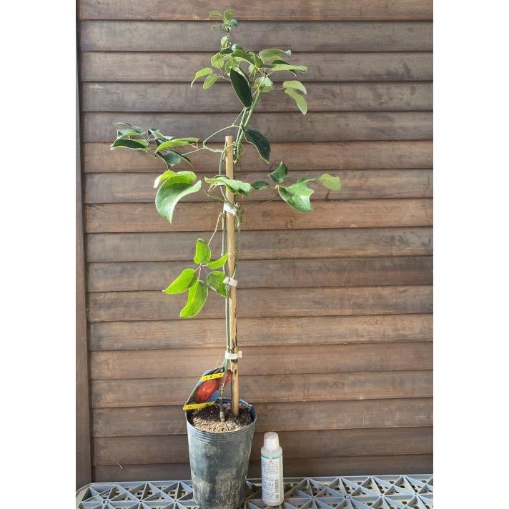 ムベ：果樹苗 苗 苗木 : 日本花卉ガーデンセンターYahoo!店 - 通販