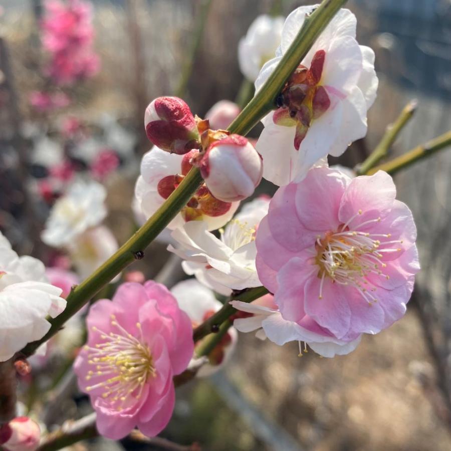 花梅 咲き分け （思いのまま） 盆栽仕立て : 日本花卉ガーデンセンター