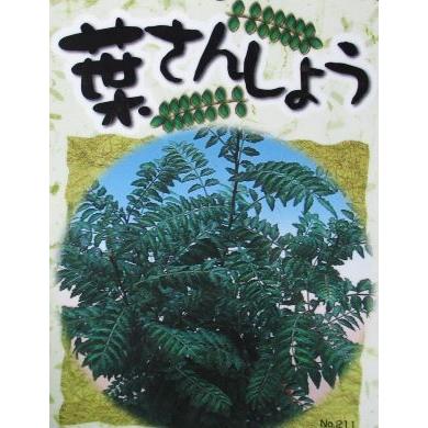 山椒の木 山椒 苗 山椒の葉 葉山椒（葉さんしょう）3寸ポット植え