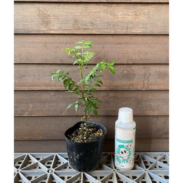 山椒の木 山椒 苗 山椒の葉 葉山椒（葉さんしょう）3寸ポット