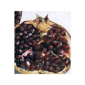 高級素材使用ブランド 日本花卉ガーデンセンターyahoo ペルシャブラック 店黒実ザクロ 果樹