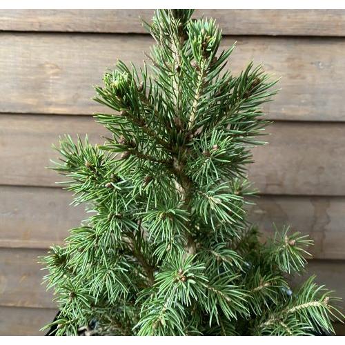 コニカ （カナダトウヒ） 6寸ポット植え ♪可愛いクリスマスツリーに