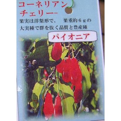 コーネリアンチェリー（パイオニア）：果樹苗＊樹高50〜80センチ程度