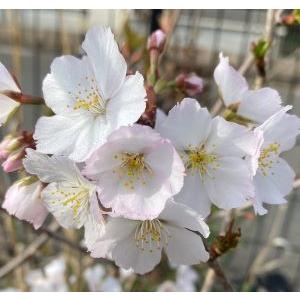 日本花卉ガーデンセンターyahoo 店静匂桜
