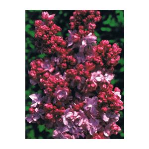 ライラック キャサリン ハブメイヤー Z 日本花卉ガーデンセンターyahoo 店 通販 Yahoo ショッピング