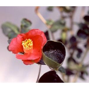 まどか（変化葉椿）：椿（ツバキ） 挿し木苗 : 日本花卉ガーデン