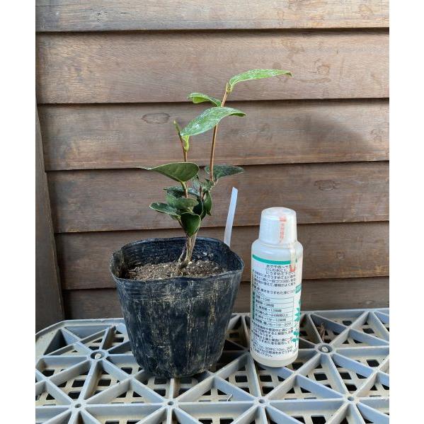 まどか（変化葉椿）：椿（ツバキ） 挿し木苗 : 日本花卉ガーデン