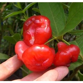 ミズレンブ（ウォーターアップル ）大苗：熱帯果樹苗 : 日本花卉