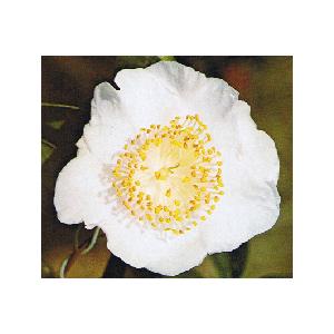 肥後椿 山野草の石田精華園 / 椿 苗 朱月（肥後椿） 2年生挿木苗 3号(9cm