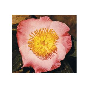 肥後椿 桜狩 ：椿（ツバキ） : 日本花卉ガーデンセンターYahoo!店