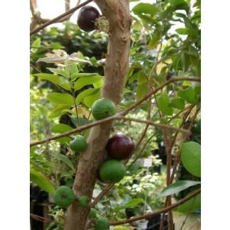 ジャボチカバ（4寸ポット植え）：熱帯果樹苗 大葉系ジャボチカバ