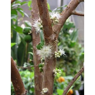 ジャボチカバ（4寸ポット植え）：熱帯果樹苗 大葉系ジャボチカバ