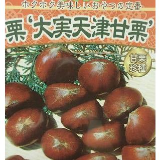 栗 苗木 苗 大実天津甘栗（中国栗系大実）：果樹苗 : 日本花卉ガーデン