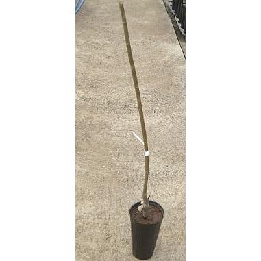 栗 苗木 苗 大実天津甘栗（中国栗系大実）：果樹苗 : 日本花卉ガーデン