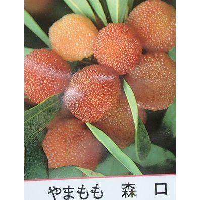 ヤマモモ（山桃 森口） 雌木：果樹苗 雌木 メス木 実がなります : 日本