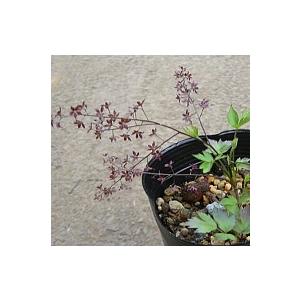 糸スグリ（イトスグリ）：果樹苗 : 日本花卉ガーデンセンター