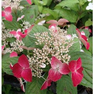 紅、（クレナイ）：紫陽花 3〜4寸ポット植え : 日本花卉ガーデン