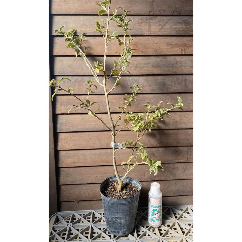 斑入十里香：椿（ツバキ） 4寸ポット植え : 日本花卉ガーデンセンター