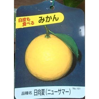みかん 日向夏（ひゅうがなつ） ニューサマーオレンジ 接木苗木 果樹苗約100㌢ オレンジ 苗木 【日向夏 （ひゅうがなつ）】 3年生 接ぎ木 約1.0