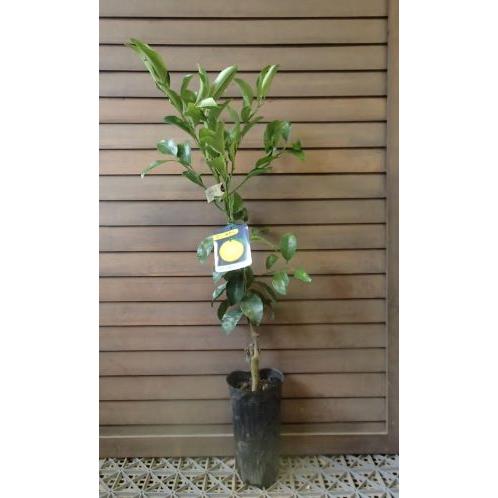 日向夏（ニューサマーオレンジ）：果樹苗 柑橘苗 苗木 接木 苗 みかん