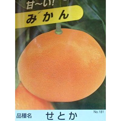 みかん(せとか)苗木幻のみかん　せとか　8年生　実、花蕾付き　果樹苗木PVP せとか（みかん）：果樹苗 PVP商品（種苗法登録品種） 柑橘苗 苗木