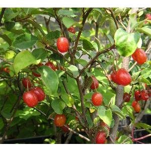 夏グミ（ナツグミ）：果樹苗 苗 苗木 ポット植え 樹高30〜50センチ程度