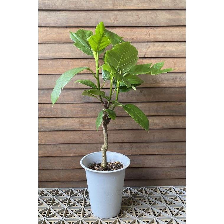 パンノキ（パンの木）：熱帯果樹苗（観葉植物） ＊現品販売では