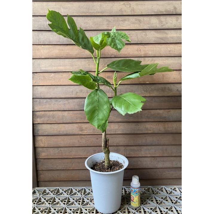 特選苗 パンノキ　観葉　インテリア　食用 パンノキ（パンの木）：熱帯果樹苗（観葉植物） ＊現品販売では