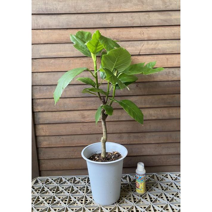特選苗 パンノキ　観葉　インテリア　食用 パンノキ（パンの木）：熱帯果樹苗（観葉植物） ＊現品販売では