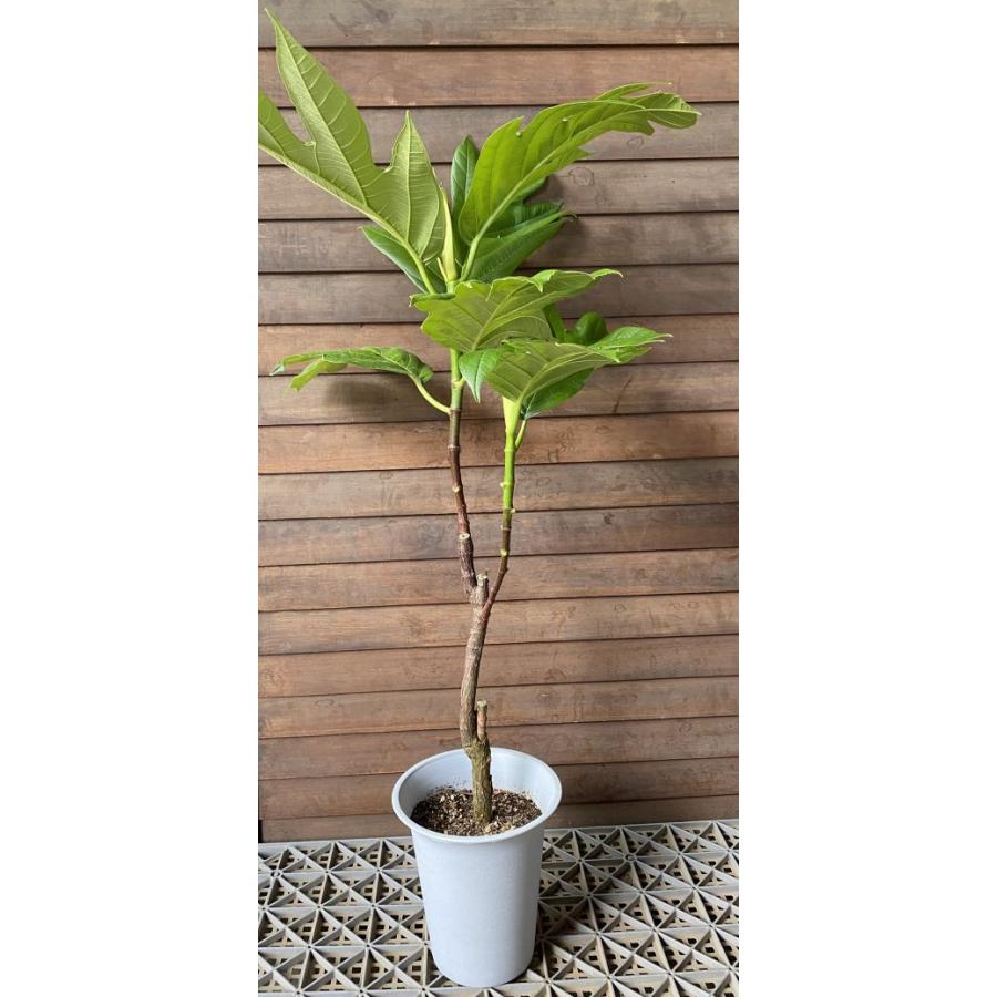特選苗 パンノキ　観葉　インテリア　食用 パンノキ（パンの木）：熱帯果樹苗（観葉植物） ＊現品販売では