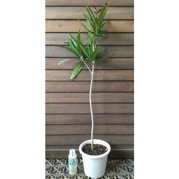 フトモモ 5寸鉢植え 大苗：熱帯果樹苗 : 日本花卉ガーデンセンター