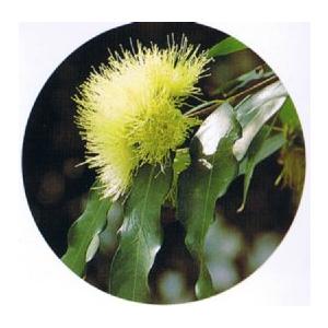 フトモモ 5寸鉢植え 大苗：熱帯果樹苗 : 日本花卉ガーデンセンター
