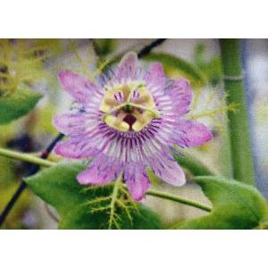 最大62 オフ 時計草 パッシフローラ フォエティダ ヒルスティッシマ