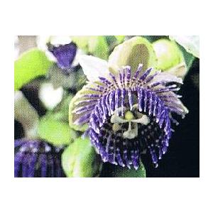 時計草 パッシフローラ ミズレモン２本セット ａ Bタイプ Z 日本花卉ガーデンセンターyahoo 店 通販 Yahoo ショッピング