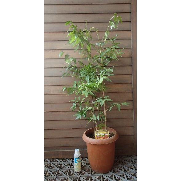 ミラクルニーム ビッグサイズ 9寸鉢植え （インドセンダンニーム）＊同