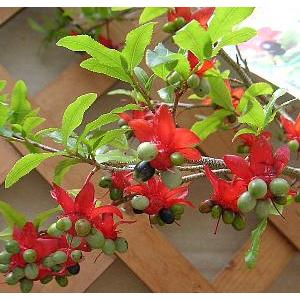 ミッキーマウスの木 ミッキーマウスノキの苗の通信販売 | よい香りの花が咲く植木を販売