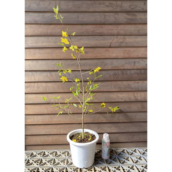 ミッキーマウスの木 ミッキーマウスの木｜園芸植物小百科｜育て方｜花の写真