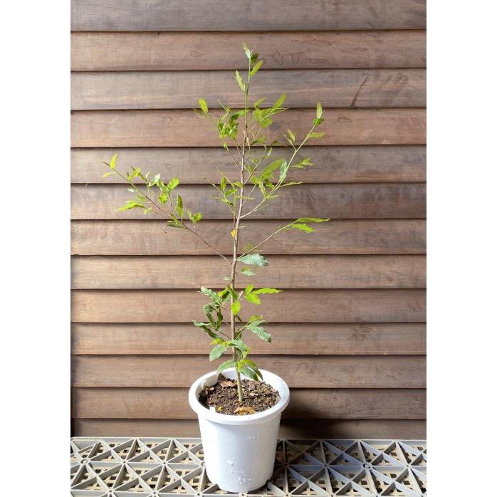 ミッキーマウスツリー （5寸鉢植え） ミッキーマウスの木 : 日本花卉
