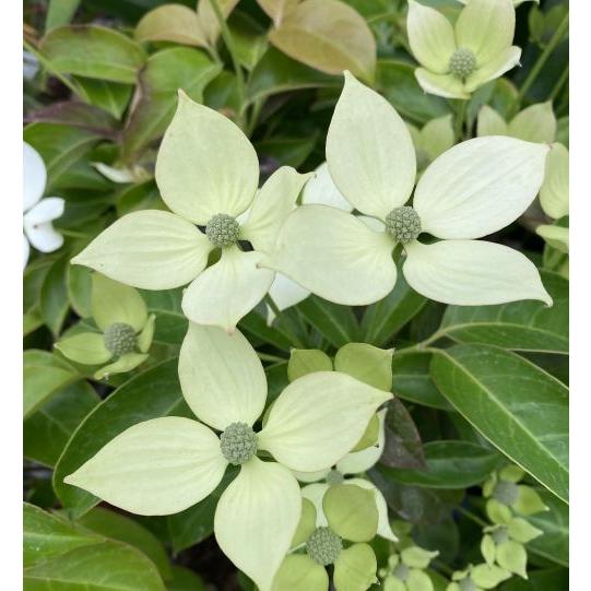 トキワヤマボウシ 月光 （白花） 常緑山法師 常盤山法師 ゲッコウ