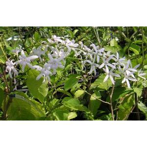 ホワイトレース（ペトレア ヴォルビリス） 白花 苗 苗木 *季節