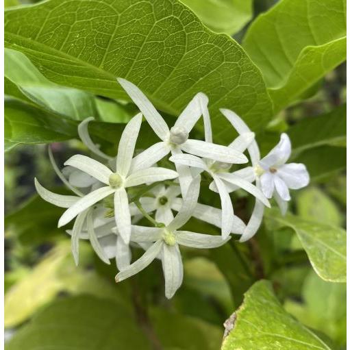 ホワイトレース（ペトレア ヴォルビリス） 白花 苗 苗木 *季節