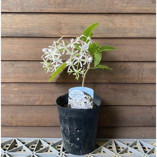 ペトレア白　大苗 ペトレア白 大苗