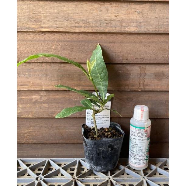 75ペトレア苗　パープル 75ペトレア苗 パープル