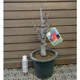 乙女りんご(アルプス乙女)[半懸崖] 大品盆栽