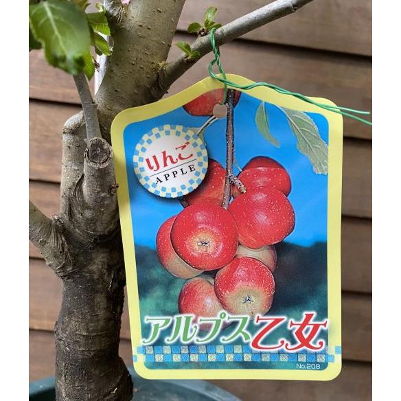 鉢植え：盆栽仕立て】 アルプス乙女りんご （姫りんご） : 日本花卉